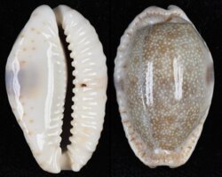 Naria erosa chlorizans