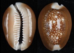 Monetaria caputserpentis