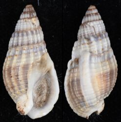 Nassarius nitidus
