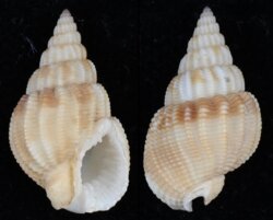 Nassarius denticulatus