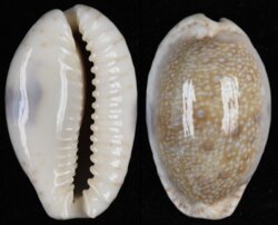 Naria erosa erosa fma similis