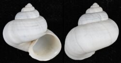 Tropidophora species