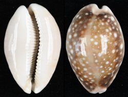 Lyncina vitellus