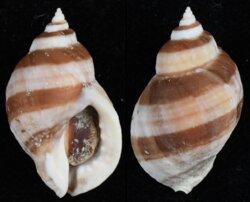 Nucella lapillus