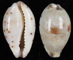 Purpuradusta hammondae raysummersi