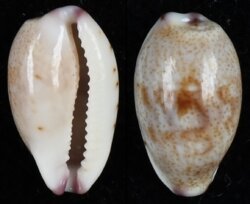 Purpuradusta hammondae raysummersi