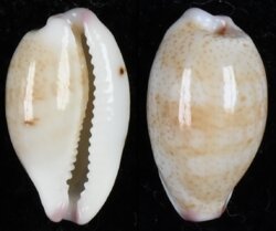 Purpuradusta hammondae raysummersi