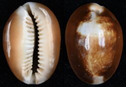 Monetaria caputserpentis