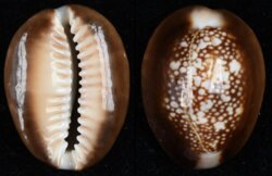 Monetaria caputserpentis