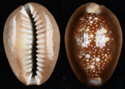 Monetaria caputserpentis