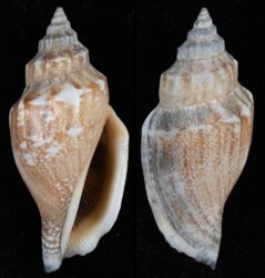 Canarium esculentum