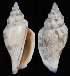 Canarium esculentum