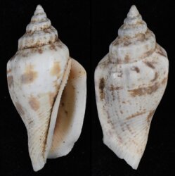Canarium esculentum