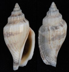 Canarium esculentum