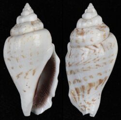 Gibberulus gibberulus gibbosus