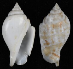 Gibberulus gibberulus gibbosus