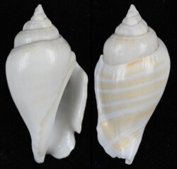 Gibberulus gibberulus gibbosus