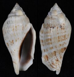 Gibberulus gibberulus gibbosus