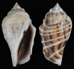 Gibberulus gibberulus gibbosus