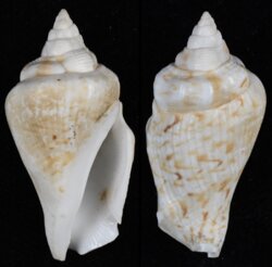 Gibberulus gibberulus gibbosus