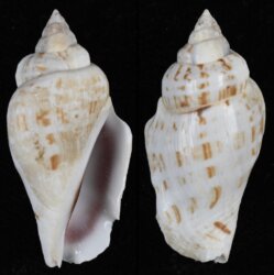 Gibberulus gibberulus gibbosus