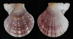 Chlamys zelandiae