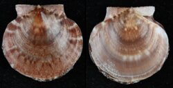 Lissochlamys exotica