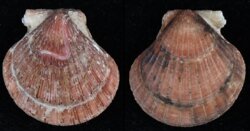 Cryptopecten vesiculosus