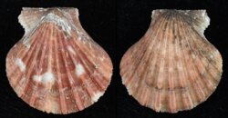 Cryptopecten vesiculosus