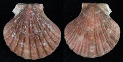 Cryptopecten vesiculosus