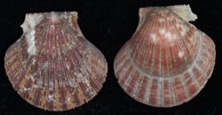 Cryptopecten vesiculosus