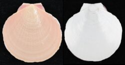 Amusium pleuronectes