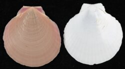 Amusium pleuronectes