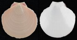 Amusium pleuronectes