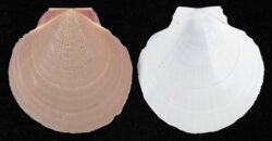 Amusium pleuronectes