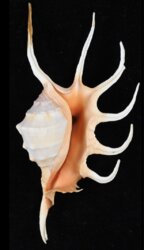 Lambis crocata crocata