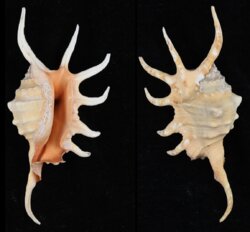 Lambis crocata crocata