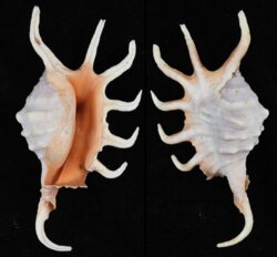 Lambis crocata crocata