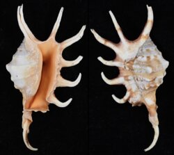 Lambis crocata crocata