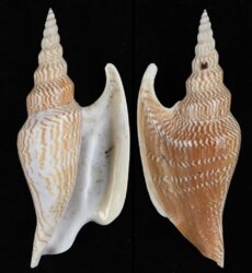 Mirabilistrombus listeri