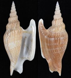 Mirabilistrombus listeri