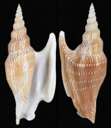 Mirabilistrombus listeri