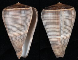 Dendroconus figulinus