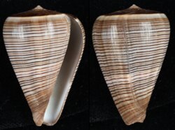 Dendroconus figulinus