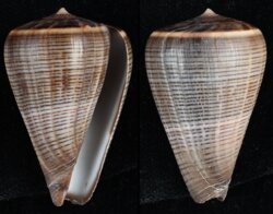 Dendroconus figulinus
