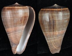 Dendroconus figulinus