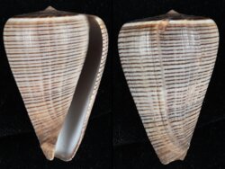 Dendroconus figulinus