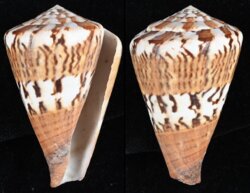 Rhizoconus capitaneus