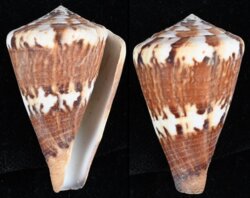 Rhizoconus capitaneus