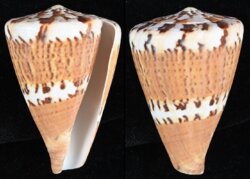 Rhizoconus capitaneus